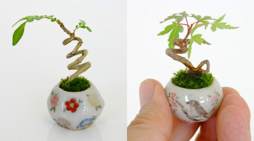 hoveringcat:
&ldquo;The latest trend in Bonsai (the Japanese art form of growing miniature trees) is to grow trees even smaller.
Artists are creating tiny plants, creating a new category known as cho-mini bonsai (ultra-small bonsai).
Found via Colossal.
&rdquo;